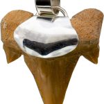 Haifischzahn Anhänger Silber 925 Fossil